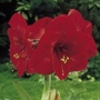 Amaryllis Christmas Red Units: Pack of 1 Bulb - Flower Bulbs