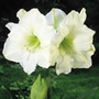 Amaryllis Snowy White Units: Pack of 1 Bulb - Flower Bulbs