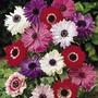Anemone Collection Units: Pack of 150 Bulbs (50 of each variety) - SAVE notlb2.90! - Flower Bulbs