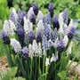 Muscari Sky Rockets Mix Units: Pack of 60 Bulbs - Flower Bulbs