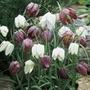 Fritillaria Meleagris