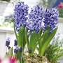 Hyacinth Fragrant Indoor Collection Units: Pack of 36 Bulbs (6 of each variety) - SAVE notlb9.75! - Flower Bulbs