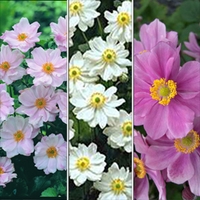 Japanese Anemone Collection 6 Plants