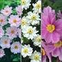 Japanese Anemone Collection 6 Plants