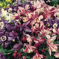 Aquilegia 12 Plants