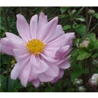 Japanese Anemone 'Anemone x hybrida Konigin Charlotte'