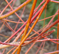 Salix alba vitellina Britzensis 'Scarlet willow' - Bare Root Hedging