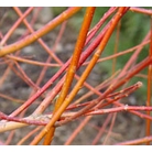 Salix alba vitellina Britzensis 'Scarlet willow' - Bare Root Hedging