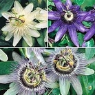 Passiflora Collection 6 young plants - 2 of each