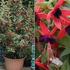 Fuchsia Hardy Climbing Lady Boothby 1 plant in 9cm pot