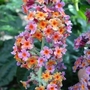 Butterfly Bush