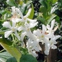 Star Jasmine