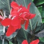 Canna Lily Black Knight