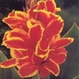 Canna Lily Lucifer