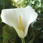 arum lily