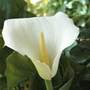 arum lily