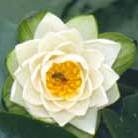 water lily