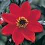 dahlia