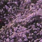 Italian starwort