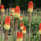 red hot poker