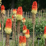red hot poker