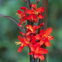montbretia