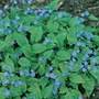 creeping forget me not