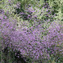 meadow rue