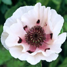 oriental poppy