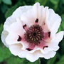 oriental poppy
