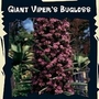Exotic : Giant Viper's Bugloss (Echium Pininana) 1 packet (25 seeds)
