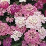 Candytuft : Dwarf Fairyland Mixed 1 packet