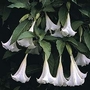 White Angels Trumpet 1 packet