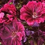 Malva Sylvestris Magic Hollyhock 1 packet (100 seeds)