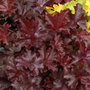 coral bells