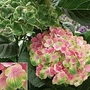 Hydrangea Magical Amethyst 2 plants in 9cm pots + 1 FREE