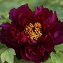 Peony - Tree Peony Quan She Mao Yu (Champion Black Jade) 2 bareroot plants