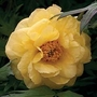 Peony - Tree Peony Hai Huang (High Noon) 2 bareroot plants