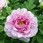 Peony - Tree Peony Er Qiao (Twin Beauty) 2 bareroot plants