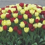 Tulip Red and Yellow Mix 100 bulbs