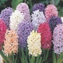 Hyacinth Bedding and Borders Mix 20 bulbs