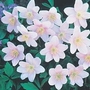 Anemone nemorosa - Wood Anemone 6 rhizomes