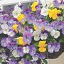 Pansy Plentifall F1 42 plug plants