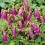Campanula Cherry Bells Units: Pack of 3 Bare Roots - Perennial Plants