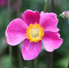 Japanese anemone