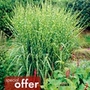 Miscanthus Zebrinus Plants Units: Pack of 3 Potted Plants - Flower Plants