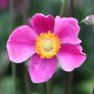 Japanese anemone