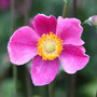 Japanese anemone