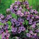 Pulmonaria Smokey Blue Units: Pack of 3 Bare Roots - Perennial Plants