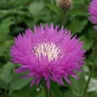 Centaurea John Coutts Units: Pack of 2 Bare Roots - Perennial Plants